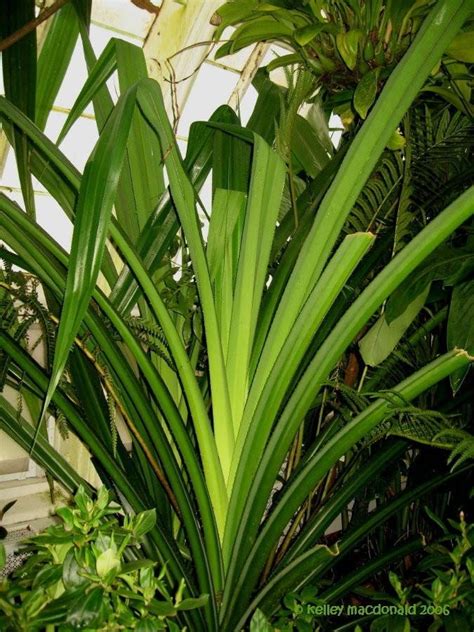 Pandanus Furcatus