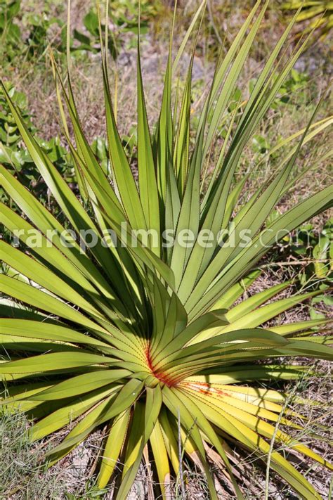 Pandanus Utilis Samen