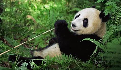Niemand weet precies hoeveel wilde panda’s er nog zijn - NRC