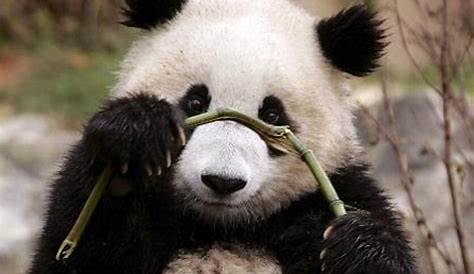 Pandas in China fotografiert für neuen Bildband I Tiergarten Schönbrunn