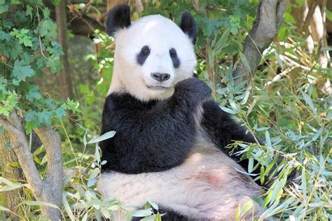 pandas are dangerous or not