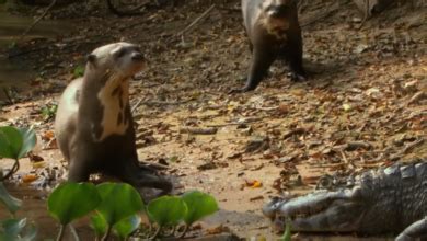 Pandorakaak Recipe Guide