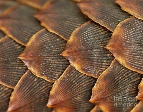 pangolin animal scales