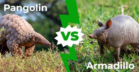 pangolin vs armadillo vs aardvark