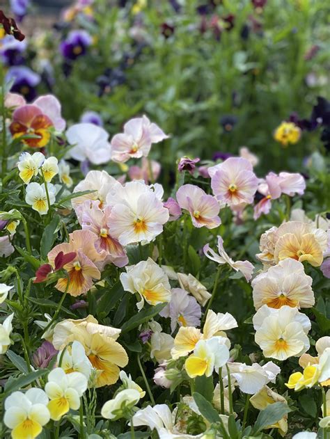 Pansy Variety