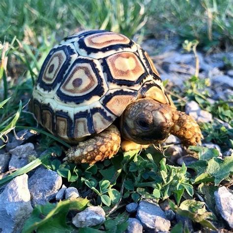 pantherschildkröte