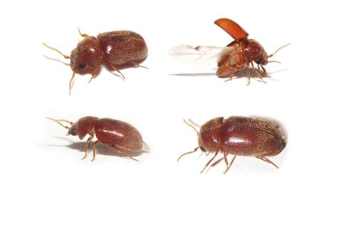 Pantry Bugs With Wings