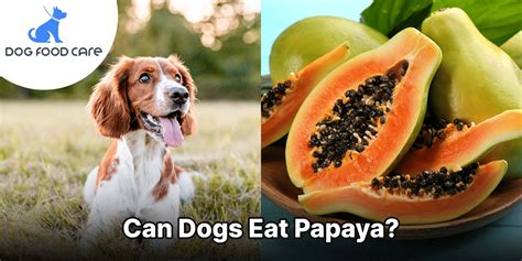 Papaya Dog Friendly