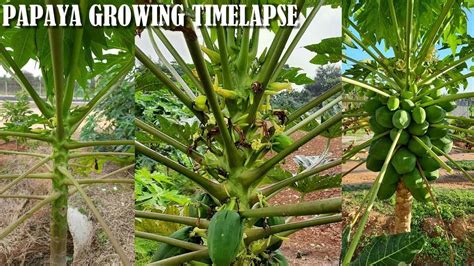 Papaya Growing Time Lapse