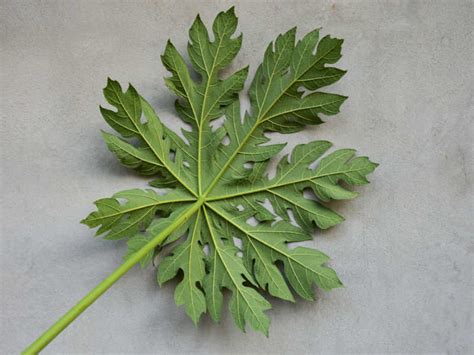 papaya leaf for dengue