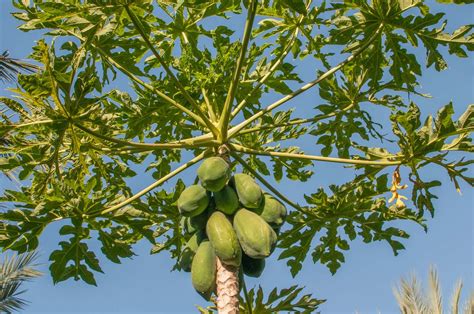 Papaya Tree Information
