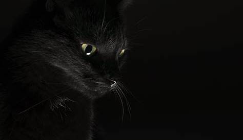 Fondos de Pantalla Gato Negro Fondo negro Animalia descargar imagenes