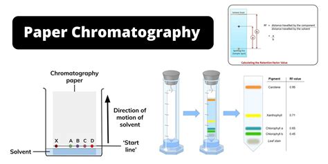 Paper Chromatography Techniques