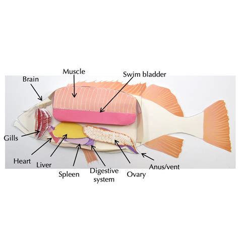 Paper Fish Dissection Models Free Printable