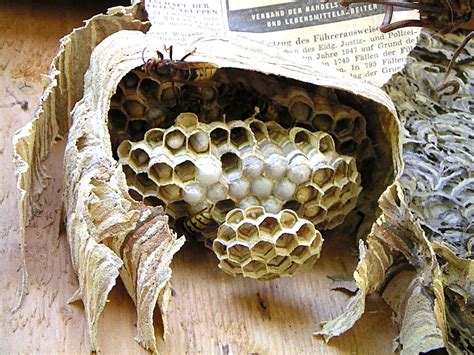 paper wasp nest facts