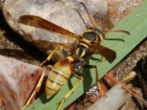 Paper Wasps In Oregon