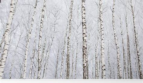 Papier peint photo de forêt de bouleau blanc Autoadhésif