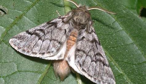Thaumetopoea pityocampa ,le papillon Processionnaire du pin, une peste.