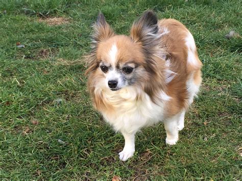 papillon rescue dogs for adoption