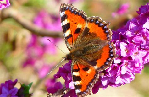 Plus les papillons ont de jolies couleurs vives, moins c’est une bonne