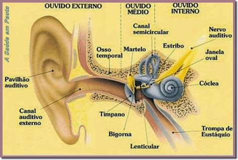 para que serve a orelha