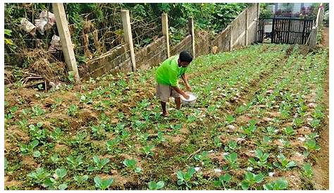 Agriculture V Kahalagahan ng paggawa ng Organikong Abono - YouTube