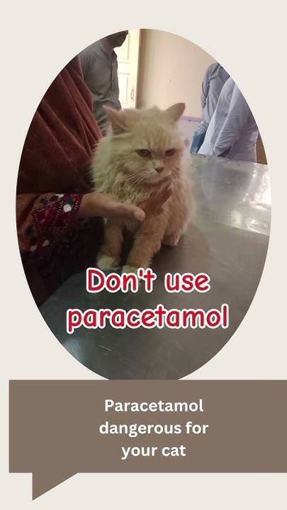 Paracetamol Kill A Cat