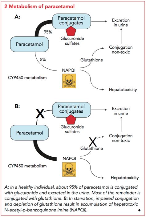 Paracetamol Liver Toxicity Mechanism