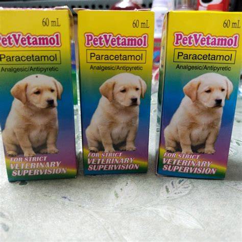 Vet Blog Dra. Vane
