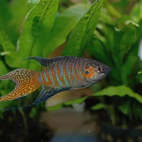 Paradise Fish And Pets Photos