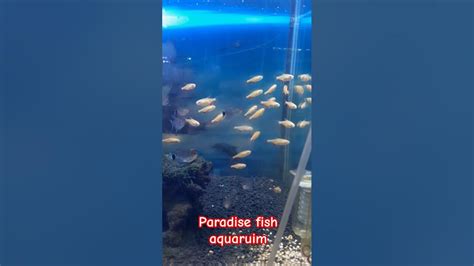paradise fishtank onlyfans 117