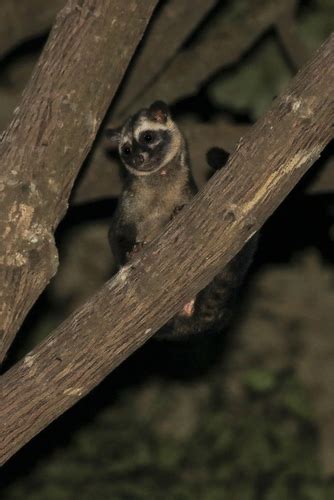 Musang