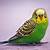 parakeet green color