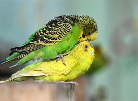 Parakeet Bird Mating