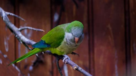 Parakeet Bird Video