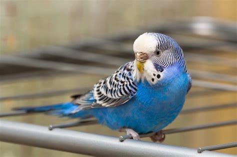 How Much Do Parakeets Cost? Fondpets