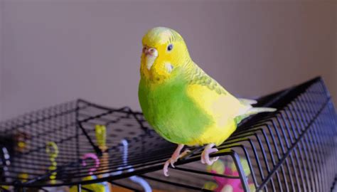 Parakeet Throwing Food Out Of Bowl