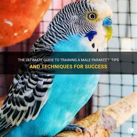 Parakeet Training Tips