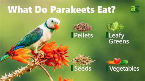 Parakeets Eat Fruits And Vegetables