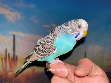 Buy Yellow Crowned Amazon Parrot Online For Sale Top Breeders