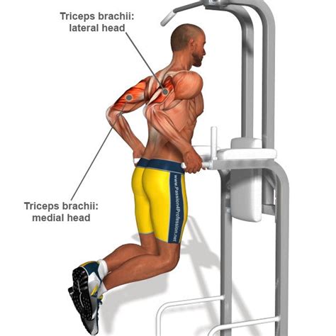 Parallel Bar Dips For Triceps
