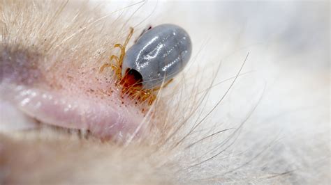 Paralysis Tick Found On Dog
