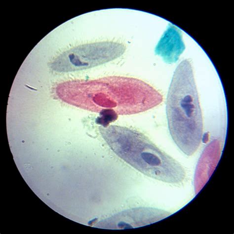paramecium cell under microscope