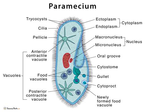 paramecium has a c