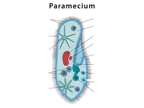 paramecium heterotrophic or autotrophic