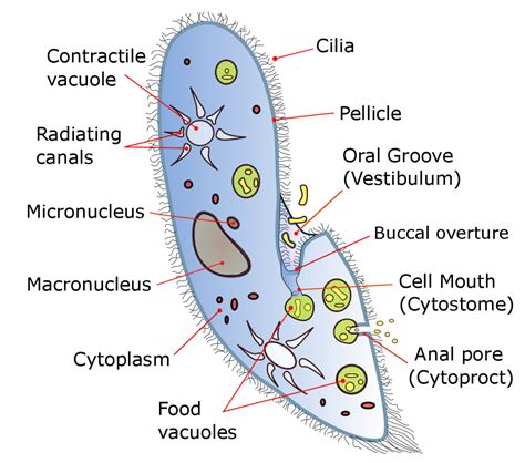 paramecium mode of nutrition