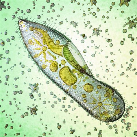 paramecium unicellular or multicellular