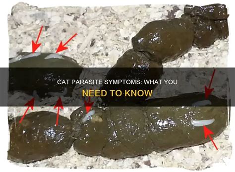 parasite in cats symptoms