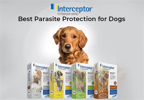 Parasite prevention for dogs