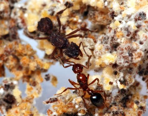 parasitic guest ant biome